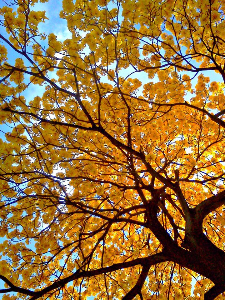 Árbol Nacional de Venezuela - El Araguaney - Tabebuia chrisantha