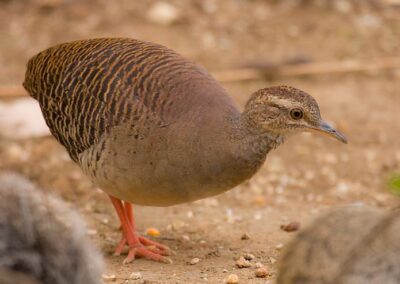 Soisola Pata Gris - Crypturellus duidae