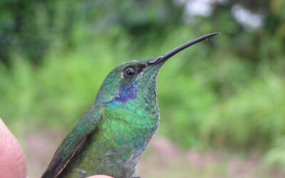 Separación de Colibri cyanotus de Colibri thalassinus.