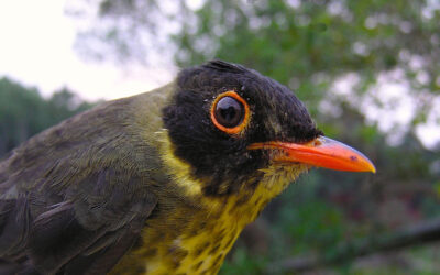 Paraulatas de Venezuela: Paraulata ruiseñor (Catharus dryas).