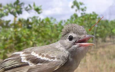 ¿Un Atrapamoscas con espuelas? : el género Myiopagis